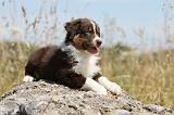BERGER AUSTRALIEN PUPPIES 116
